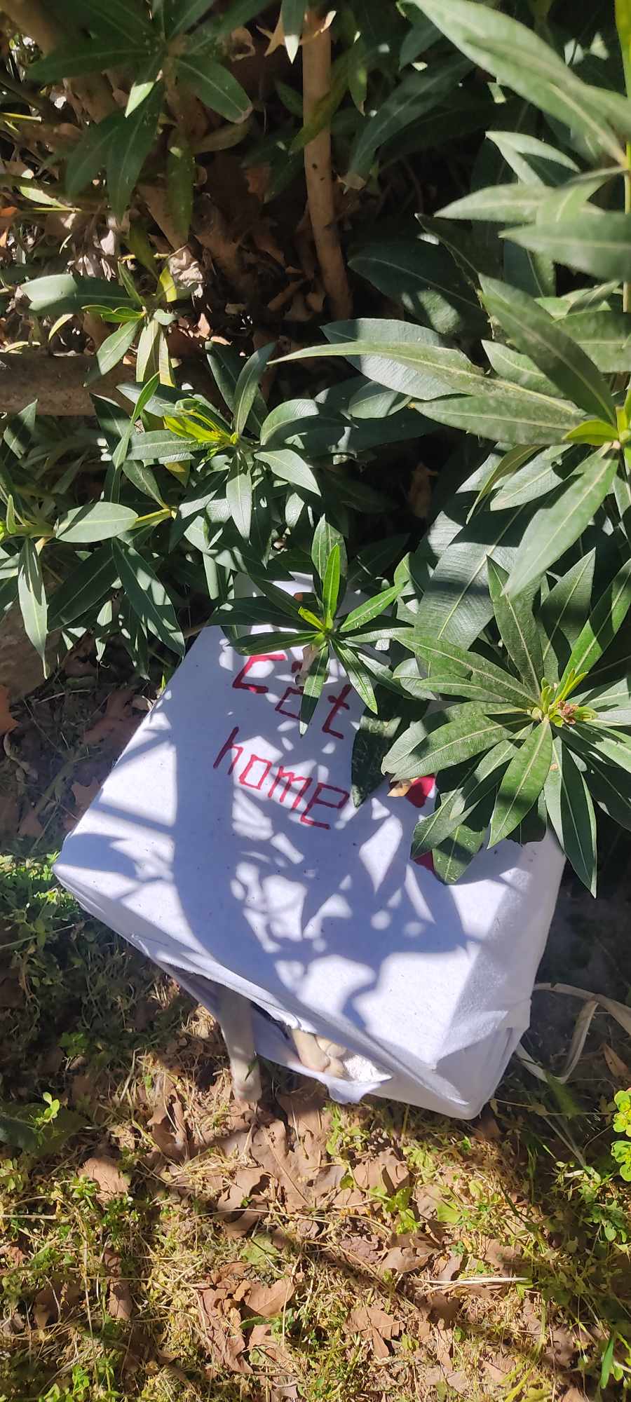 434426863 3074895972646245 2105402491931197157 n